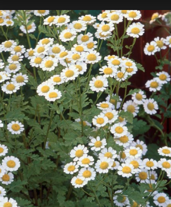 personality of Herbs